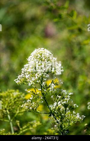 Centranthus ruber weiße Form Stockfoto