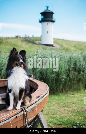 Ein shetland-Schäferhund, der auf einem Boot vor einem weißen Leuchtturm sitzt. Stockfoto