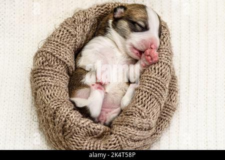 Niedlicher neugeborener Pembroke Welsh Corgi Welpe schläft im gestrickten Hundebett Stockfoto