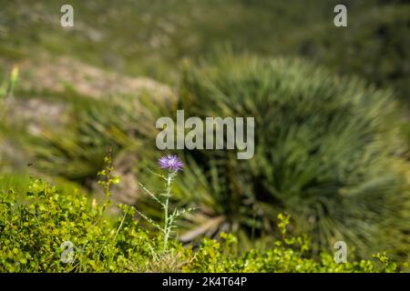 Blühende Milch Thistle, Scotch Thistle, Silybum Marianum auf verschwommenem Hintergrund auf den Bergen in Katalonien, Spanien Stockfoto