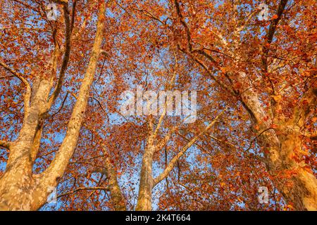 Herbstlicher und belaubter Hintergrund. Der Herbst kommt und die Blätter der Platanen werden bei Sonnenuntergang von braun zu rot Stockfoto