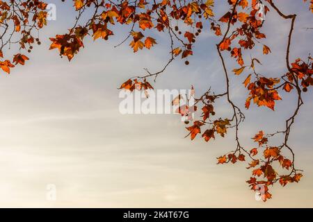 Herbstlicher und belaubter Hintergrund. Platanen-braune, orange, gelbe und rote Blätter, die von Sonnenuntergang beleuchtet werden (mit Kopierfläche) Stockfoto