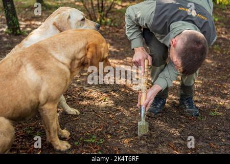 PALADINI, CORATIA - 26. SEPTEMBER 2022: Trüffeljäger mit Hunden in Paladini, Kroatien. Schweine und Hunde können Trüffel im Boden schnuppern. Stockfoto