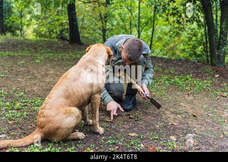 PALADINI, CORATIA - 26. SEPTEMBER 2022: Trüffeljäger mit Hund in Paladini, Kroatien. Schweine und Hunde können Trüffel im Boden schnuppern. Stockfoto