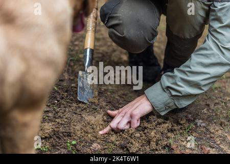 PALADINI, CORATIA - 26. SEPTEMBER 2022: Trüffeljäger mit Hund in Paladini, Kroatien. Schweine und Hunde können Trüffel im Boden schnuppern. Stockfoto