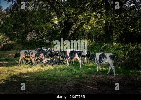 Eine kleine Herde Kühe auf einem Feld in Cornwall in England im Vereinigten Königreich. Stockfoto