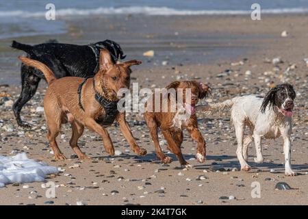 Hunde, die die Freiheit genießen, am Fistral Beach in Newquay in Cornwall, Großbritannien, vor Blei zu laufen. Stockfoto