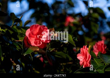 Camellia reticulata Mouchang blüht in einem Garten in Cornwall in Großbritannien. Stockfoto