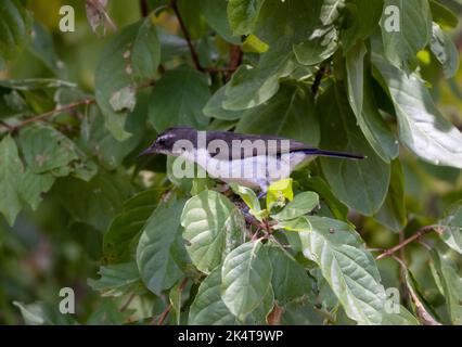 Dem Weibchen des östlichen violett-rückengedeckten Sonnenvogels fehlt das irisierende violett-blaue Gefieder des Männchens. Sie sind ein kurzgefacktes Mitglied dieser Familie Stockfoto