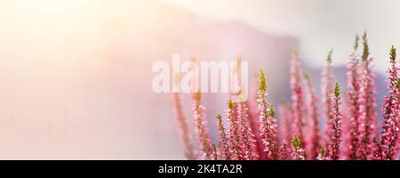 Violet Heather Blumen Feld Calluna vulgaris. Banner mit kleinen pinkfarbenen Blütenpflanzen, weicher Hintergrund. Geringe Schärfentiefe. Stockfoto