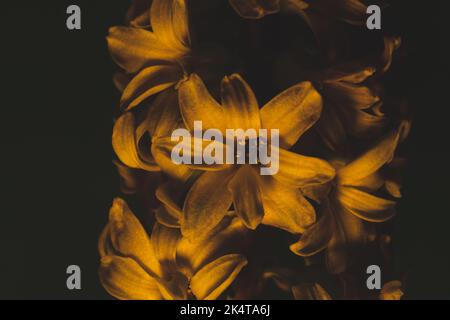 Hyazinthe Blume unter gelbem Licht. Zimmerpflanze im Dunkeln Nahaufnahme Stockfoto