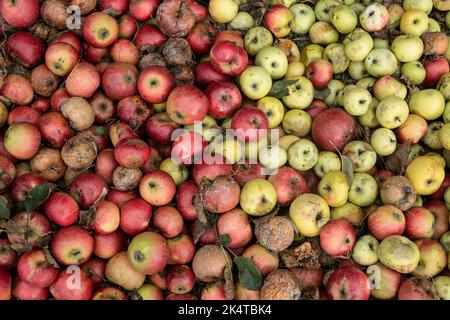 Haufen fauler Äpfel liegen auf dem Boden. Kompost für Bioabfälle. Lebensmittel entsorgen. Gartenreinigung im Herbst. Natürlicher Abfall Stockfoto