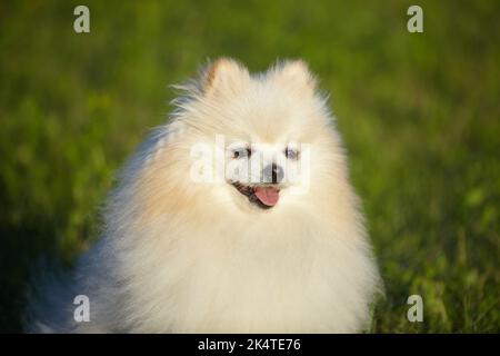 Charmanter junger Hund. Weißer Farbspitz bei sonnigem Wetter auf grünem Gras. Stockfoto