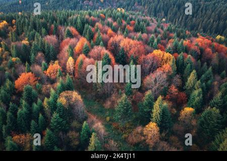 Luftaufnahme des schönen bunten Herbstwaldes. Draufsicht Stockfoto