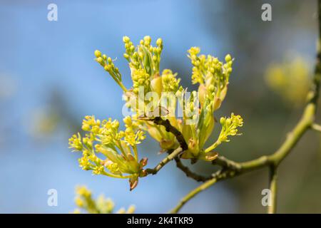 Nahaufnahme Sassafras Albidum In Amsterdam, Niederlande 11-4-2020 Stockfoto