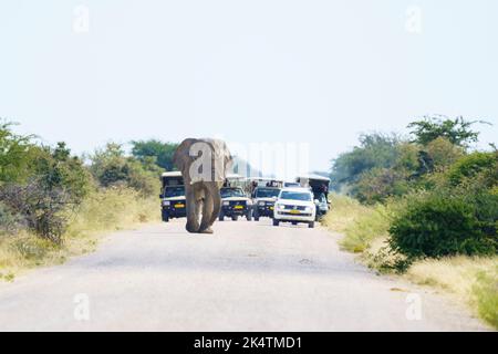 Fahrzeuge bleiben hinter einem großen Stier Elephant, während er auf Schotterpiste geht. Etosha Nationalpark, Namibia, Afrika Stockfoto