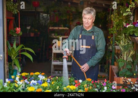 Kompetenter Gärtner, der Blumen als Pflanzenpflege in der Gärtnerei gießt Stockfoto