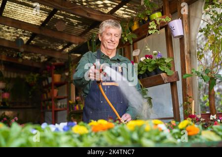 Älterer Mann als Gärtner Bewässerungs-Pflanzen-Sortiment mit einem Schlauch in der Gärtnerei Stockfoto