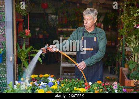 Älterer Gärtner, der die Blumen als Pflanzenpflege im Blumenladen der Gärtnerei gießt Stockfoto
