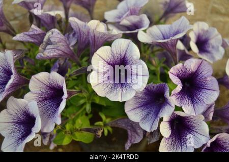 Fliederblatt-Petunie der Art süßer Sonnenschein in Blüte Stockfoto