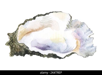 Aquarell Auster ohne Perle darin Aquarell Illustration. Stockfoto