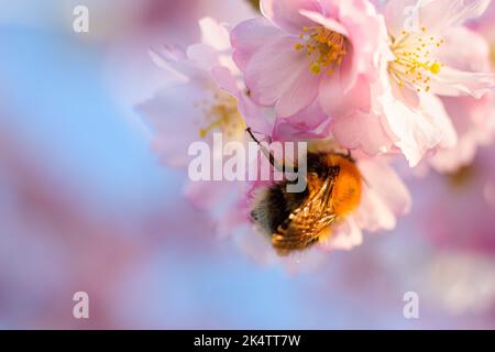 Eine Biene, die Pollen von einer Blume zu sammeln Stockfoto