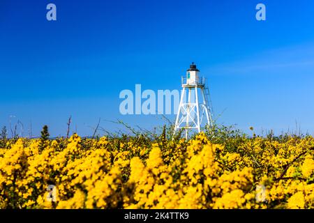 Der Leuchtturm der Ostcote in Silloth mit gelben Gorse-Blumen vor blauem Himmel Stockfoto