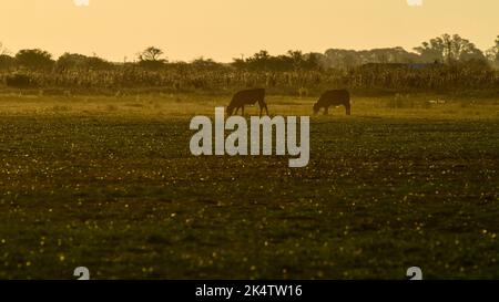 Sonnenuntergang in Pampas, Provinz La Pampa, Patagonien, Argentinien. Stockfoto