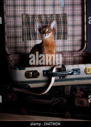 Eine Abessinierkatze sitzt auf einem alten Koffer in einem Studio-Setting. Die verspielte und niedliche Katze strahlt Eleganz und Neugier aus und schafft einen charmanten an Stockfoto