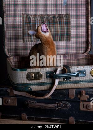 Eine Abessinierkatze sitzt auf einem alten Koffer in einem Studio-Setting. Die verspielte und niedliche Katze strahlt Eleganz und Neugier aus und schafft einen charmanten an Stockfoto