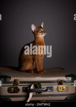 Eine Abessinierkatze sitzt auf einem alten Koffer in einem Studio-Setting. Die verspielte und niedliche Katze strahlt Eleganz und Neugier aus und schafft einen charmanten an Stockfoto