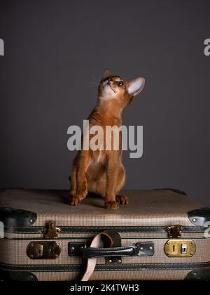 Eine Abessinierkatze sitzt auf einem alten Koffer in einem Studio-Setting. Die verspielte und niedliche Katze strahlt Eleganz und Neugier aus und schafft einen charmanten an Stockfoto