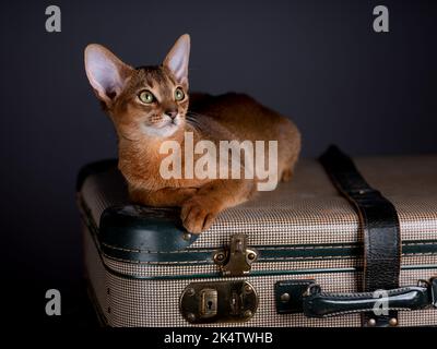 Eine Abessinierkatze sitzt auf einem alten Koffer in einem Studio-Setting. Die verspielte und niedliche Katze strahlt Eleganz und Neugier aus und schafft einen charmanten an Stockfoto