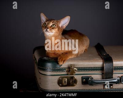 Eine Abessinierkatze sitzt auf einem alten Koffer in einem Studio-Setting. Die verspielte und niedliche Katze strahlt Eleganz und Neugier aus und schafft einen charmanten an Stockfoto