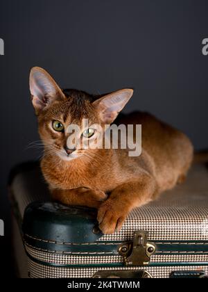 Eine Abessinierkatze sitzt auf einem alten Koffer in einem Studio-Setting. Die verspielte und niedliche Katze strahlt Eleganz und Neugier aus und schafft einen charmanten an Stockfoto
