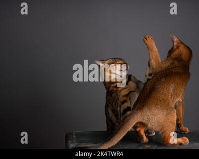 Eine Abessinierkatze sitzt auf einem alten Koffer in einem Studio-Setting. Die verspielte und niedliche Katze strahlt Eleganz und Neugier aus und schafft einen charmanten an Stockfoto