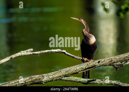 Eine Nahaufnahme eines wunderschönen, fetter Vogels, der auf einem Baumzweig über einem ruhigen See sitzt Stockfoto