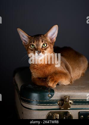 Eine Abessinierkatze sitzt auf einem alten Koffer in einem Studio-Setting. Die verspielte und niedliche Katze strahlt Eleganz und Neugier aus und schafft einen charmanten an Stockfoto