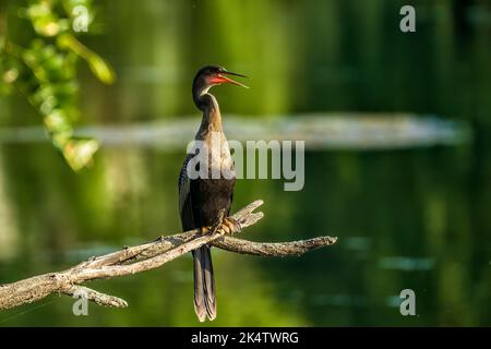 Eine Nahaufnahme eines wunderschönen Anhinga-Vogels, der auf einem Baumzweig über einem ruhigen See sitzt Stockfoto