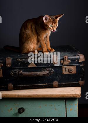 Eine Abessinierkatze sitzt auf einem alten Koffer in einem Studio-Setting. Die verspielte und niedliche Katze strahlt Eleganz und Neugier aus und schafft einen charmanten an Stockfoto