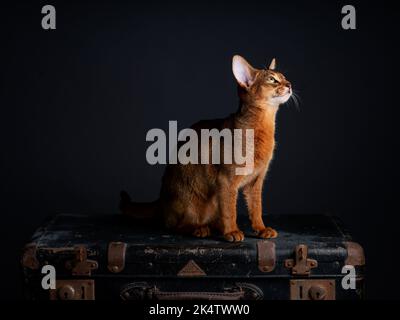 Eine Abessinierkatze sitzt auf einem alten Koffer in einem Studio-Setting. Die verspielte und niedliche Katze strahlt Eleganz und Neugier aus und schafft einen charmanten an Stockfoto