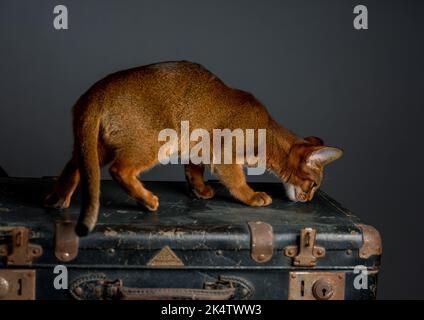 Eine Abessinierkatze sitzt auf einem alten Koffer in einem Studio-Setting. Die verspielte und niedliche Katze strahlt Eleganz und Neugier aus und schafft einen charmanten an Stockfoto