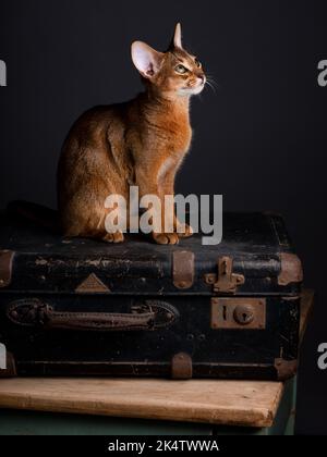 Eine Abessinierkatze sitzt auf einem alten Koffer in einem Studio-Setting. Die verspielte und niedliche Katze strahlt Eleganz und Neugier aus und schafft einen charmanten an Stockfoto
