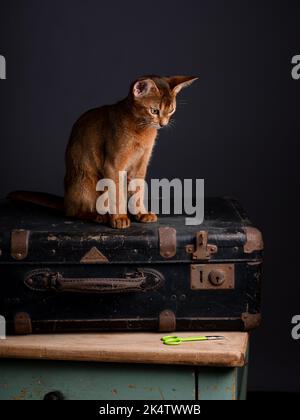 Eine Abessinierkatze sitzt auf einem alten Koffer in einem Studio-Setting. Die verspielte und niedliche Katze strahlt Eleganz und Neugier aus und schafft einen charmanten an Stockfoto
