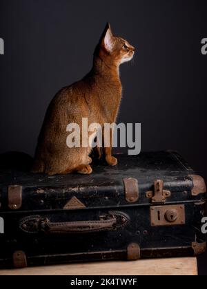 Eine Abessinierkatze sitzt auf einem alten Koffer in einem Studio-Setting. Die verspielte und niedliche Katze strahlt Eleganz und Neugier aus und schafft einen charmanten an Stockfoto