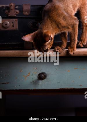 Eine Abessinierkatze sitzt auf einem alten Koffer in einem Studio-Setting. Die verspielte und niedliche Katze strahlt Eleganz und Neugier aus und schafft einen charmanten an Stockfoto