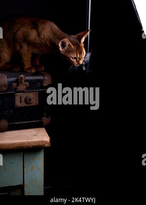 Eine Abessinierkatze sitzt auf einem alten Koffer in einem Studio-Setting. Die verspielte und niedliche Katze strahlt Eleganz und Neugier aus und schafft einen charmanten an Stockfoto