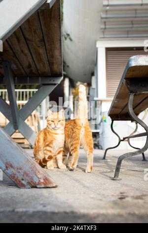 Zwei wunderschöne rothaarige und obdachlose junge Katzen sitzen auf der Straße und betteln um Nahrung. Vertikales Foto. Stockfoto