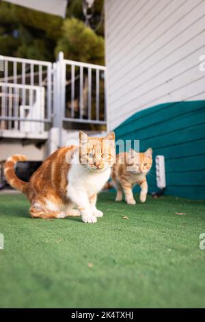 Zwei wunderschöne rothaarige und obdachlose junge Katzen sitzen auf der Straße und betteln um Nahrung. Vertikales Foto. Stockfoto