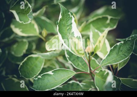 Derain White Elegantissima Stockfoto